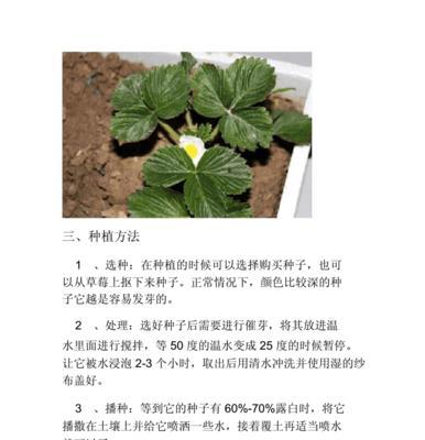 芒果种子的种植方法（从选种到收获）