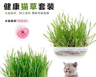 揭秘猫草（了解猫草）