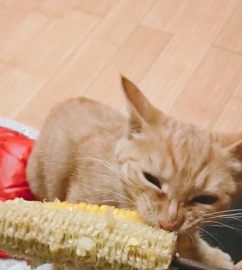 猫能否食用玉米（猫的饮食习惯与玉米的营养价值）