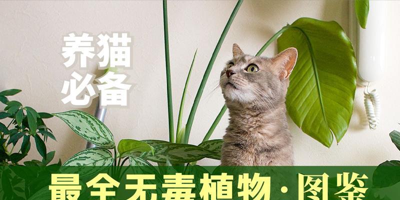 猫可以吃紫薯吗（猫咪的饮食禁忌）