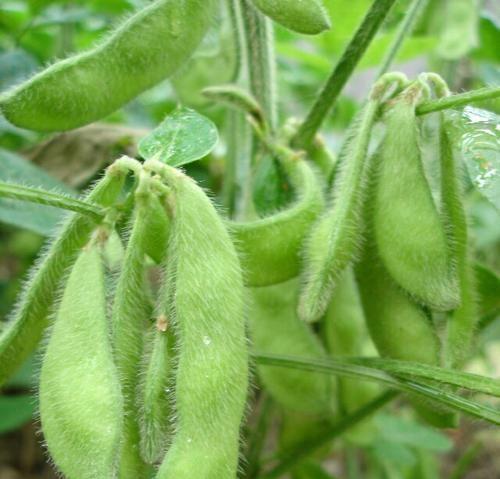 毛豆种植的最佳时间（根据不同地区气候选择种植时间）