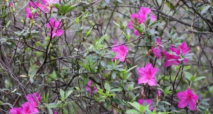 毛杜鹃花开的季节（探寻毛杜鹃的美丽花期）