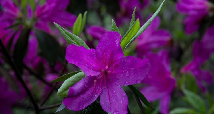 毛杜鹃花开的季节（探寻毛杜鹃的美丽花期）