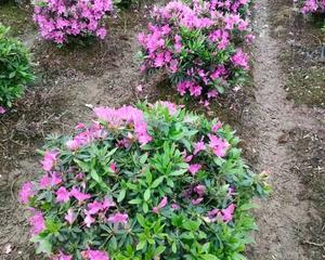 毛杜鹃花开的季节（探寻毛杜鹃的美丽花期）