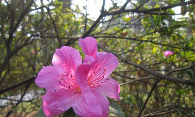 毛杜鹃（探究毛杜鹃的植物属性）