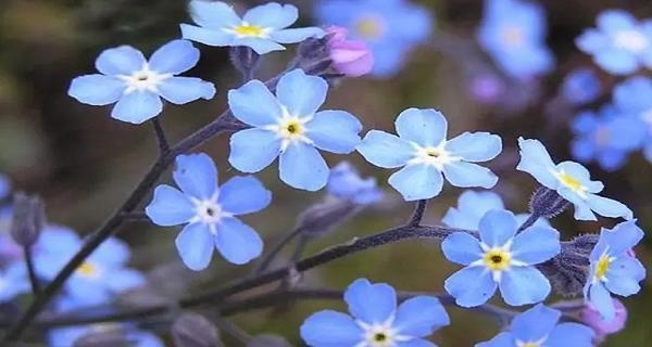 挽留之花（百合花的花语揭示了挽留的真谛）