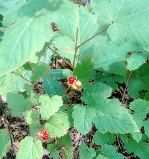 探秘毛拉——神奇的多肉植物（了解毛拉的特点、生态和养护）