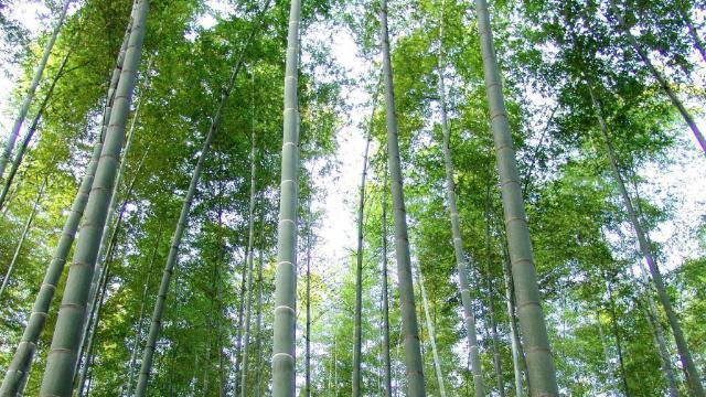 毛竹的生长习性特点和生长环境条件（探究毛竹的生长规律及其适宜种植条件）