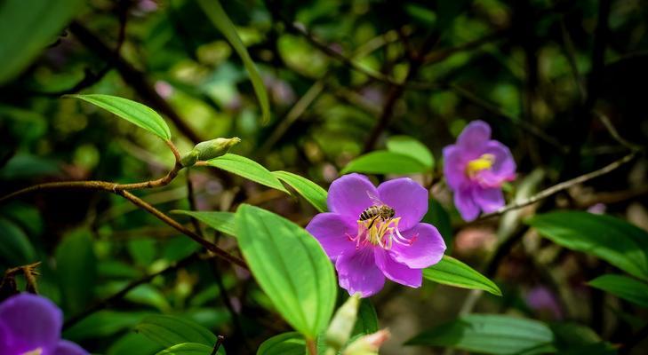 轻松养护毛茛花，享受美丽花海（一起来了解毛茛花的养殖方法和养护要点）