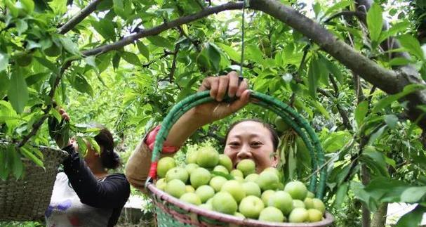 茂县李子成熟期及采摘时间调查（探寻茂县李子成熟期的关键因素）