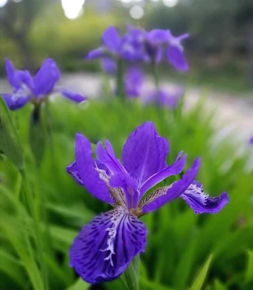 鸢尾花（追寻花语之美）