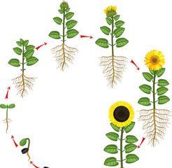 太阳花分盆最合适的时间（掌握太阳花分盆技巧）