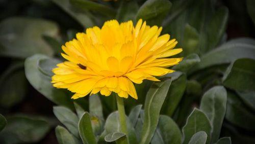 太阳花的花瓣结构（探究太阳花花瓣的数量与组成）