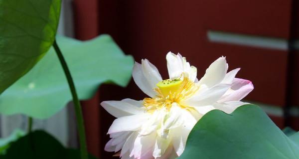 澳门市花莲花的象征意义（探寻澳门市花莲花的美丽与寓意）