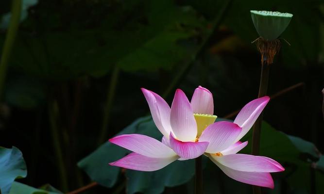 澳门市花莲花的象征意义（探寻澳门市花莲花的美丽与寓意）