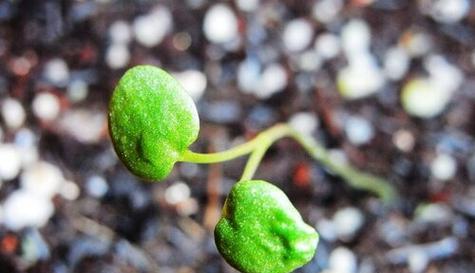 种植太阳花的步骤和技巧（从选购到种植）