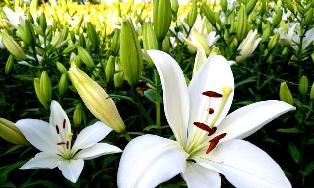 白百合花的花语及象征意义（探寻白百合花所代表的情感和寓意）