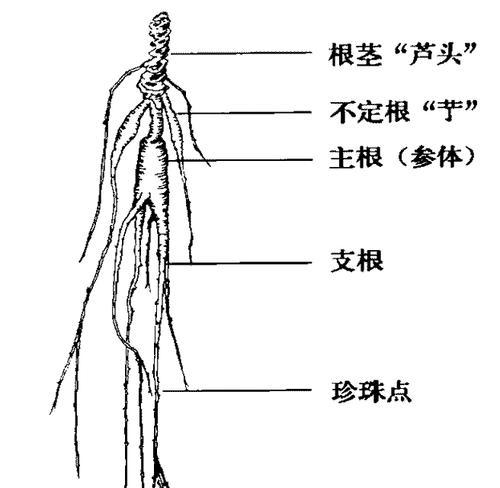 太子参的种植条件与种植区域选择（地理条件是）