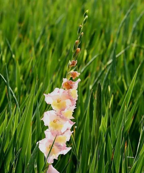 唐菖蒲种植全攻略（掌握唐菖蒲种植技巧）