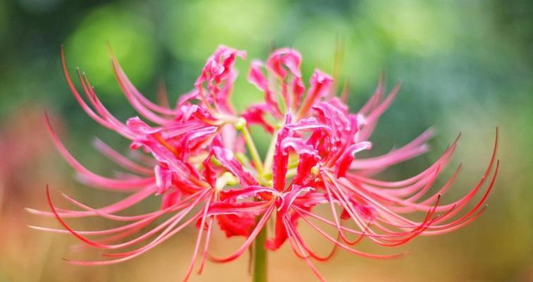 彼岸花（揭开彼岸花的神秘面纱）