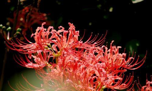 彼岸花的多彩世界（不同颜色的彼岸花传递的花语）