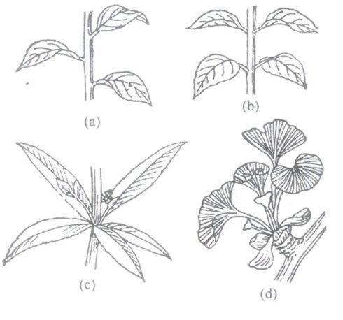 桃蛋配土方法与种植土壤（打造高产桃蛋）