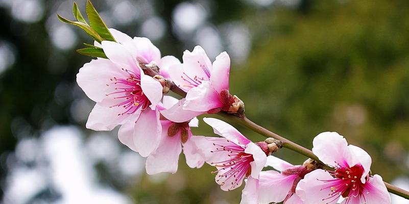 桃花春天开花的奥秘（探秘桃花开花的时间）