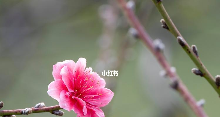 桃花春天开花的奥秘（探秘桃花开花的时间）