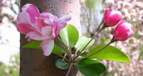 探秘“桃花”背后的秘密（十二生肖哪些属相易遇桃花）