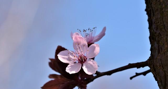 探秘“桃花”背后的秘密（十二生肖哪些属相易遇桃花）