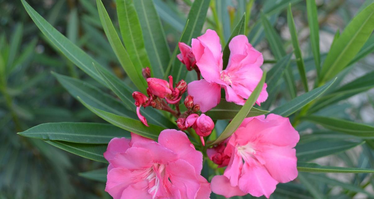 桃花花语与寓意的象征意义（解读桃花花语）