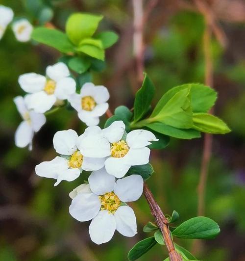 花开道歉，花语传情（以花为媒）