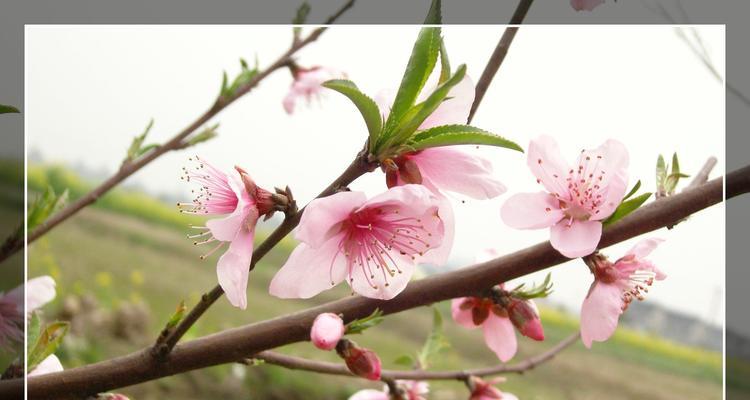 桃花花语详解（桃花花语的含义）