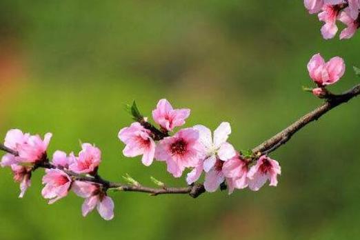 桃花花语详解（桃花花语的含义）