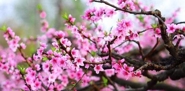 杨桃花的美丽与特点（揭开杨桃花的神秘面纱）