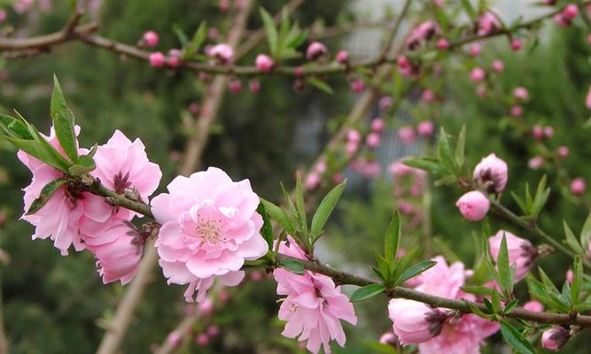 杨桃花的美丽与特点（揭开杨桃花的神秘面纱）