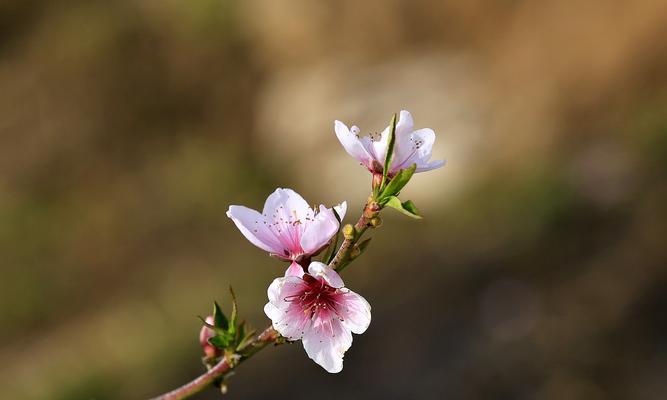 探秘桃花叶的形态与特点（桃花叶的外形）