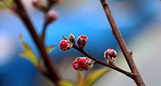 探秘桃花花骨朵的神秘之美（桃花花骨朵的样子及特点）