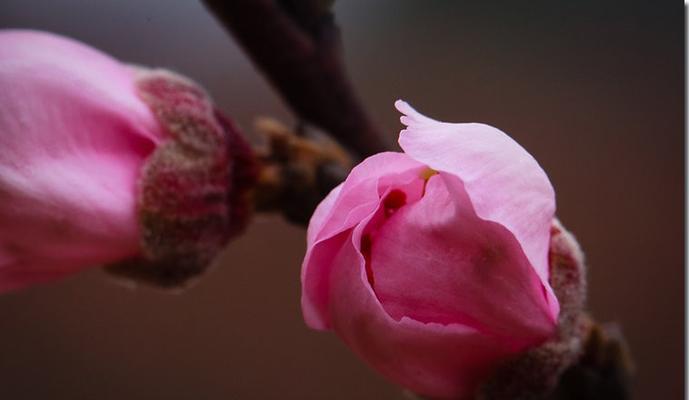 探秘桃花花骨朵的神秘之美（桃花花骨朵的样子及特点）