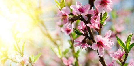 桃花花语及代表意义（探寻桃花的神秘象征）