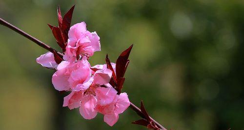 探秘桃花生长的环境条件及特点（优质土壤、充足水源）