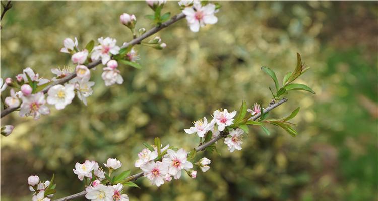 探秘桃花生长的环境条件及特点（优质土壤、充足水源）