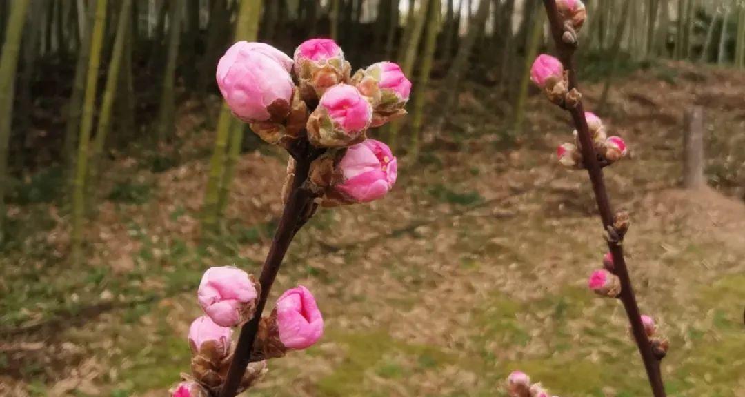 探秘桃花生长之地（桃花的生长环境）