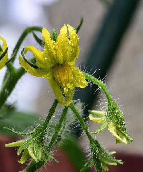 探究桃花的花性类型（单性花还是双性花）