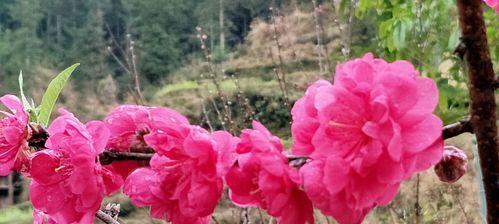 探寻中国南方城市的市花——桃花（深入了解桃花市花的文化与历史）