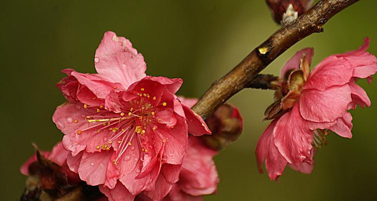 探秘桃花之美（桃花开放的美景）