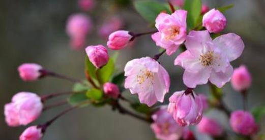 探究蔷薇科植物—桃花（桃花的特点）