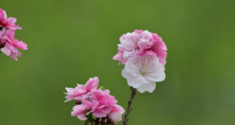 探秘桃花——属于哪种植物类型（揭开桃花的神秘面纱）