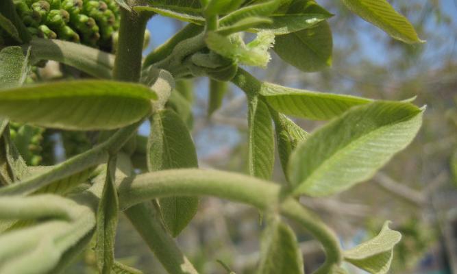 探秘桃花——属于哪种植物类型（揭开桃花的神秘面纱）