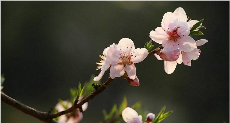 探究桃花在文化中的多重意义（探究桃花在文化中的多重意义）